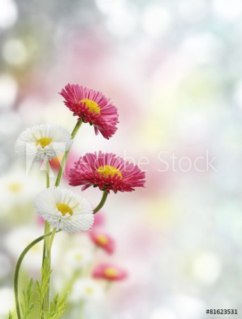 Picture of Spring Flowers